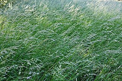 《生化危机4：VR》删除原版中性暗示内容 为了符合现代标准